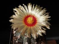 Thumbnail of 1687_Astrophytum Hybride_20130616_02(1).JPG
